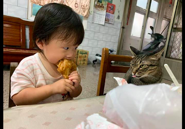 孩子抱着大鸡腿吃，猫咪坐在一旁静静地看着：说好的好朋友呢？ - 2