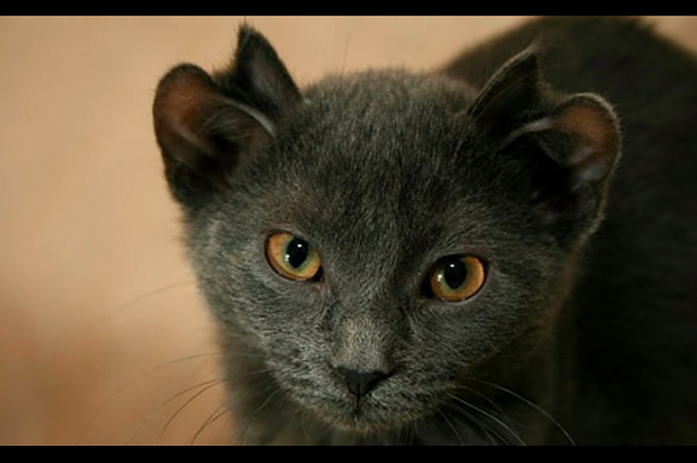 小黑猫长了4只耳朵像是精灵，主人却认为是不祥之兆，出生就遗弃 - 4