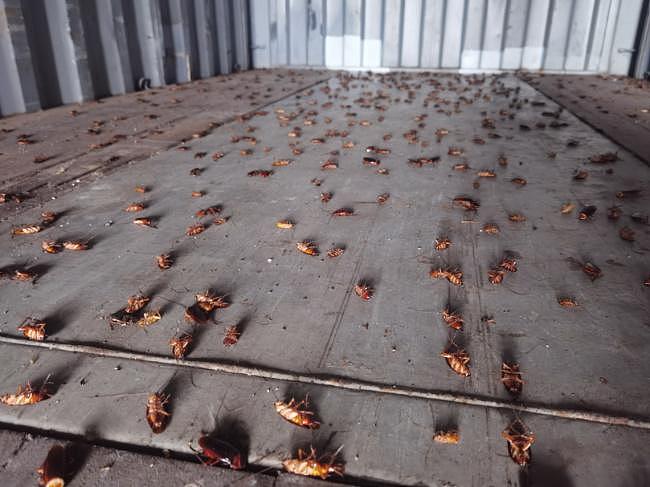 厦门海关进境空箱中截获 2000 只活蟑螂，系近年截获病媒生物数量之最 - 1
