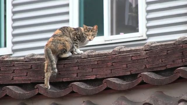 猫咪每夜哭泣引起居民害怕，当发现柱子里有“不明物”才知道原因 - 3