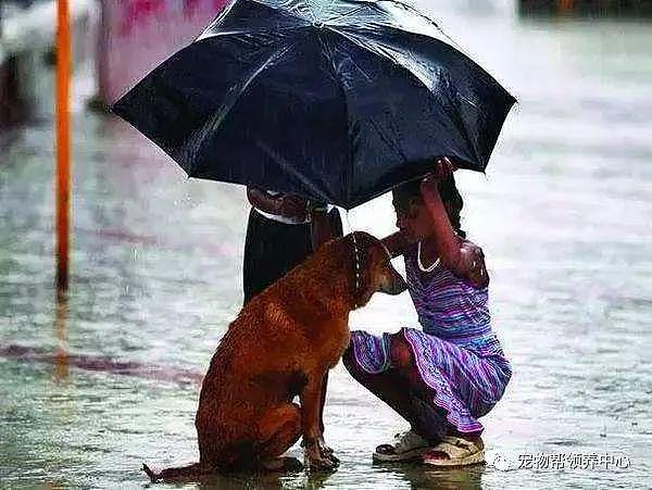 下雨天流浪狗仰头喝雨水，路过男子：“你愿意跟我回家吗？” - 12