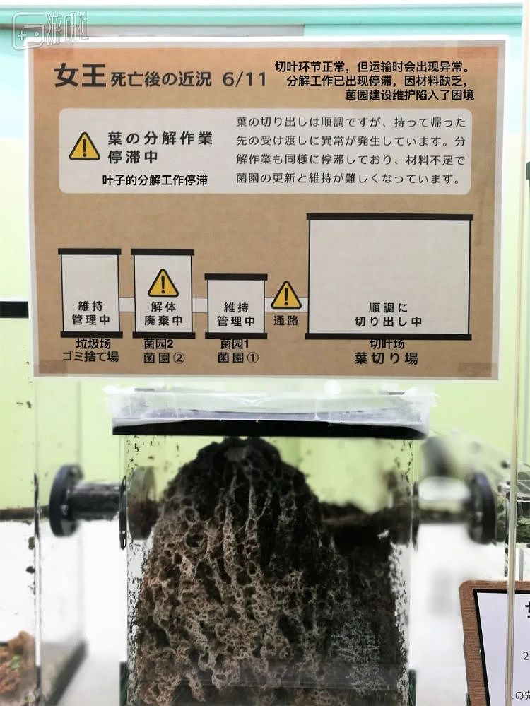 一场蚂蚁灭绝的展览，让日本人看到了“少子化”的未来 - 17