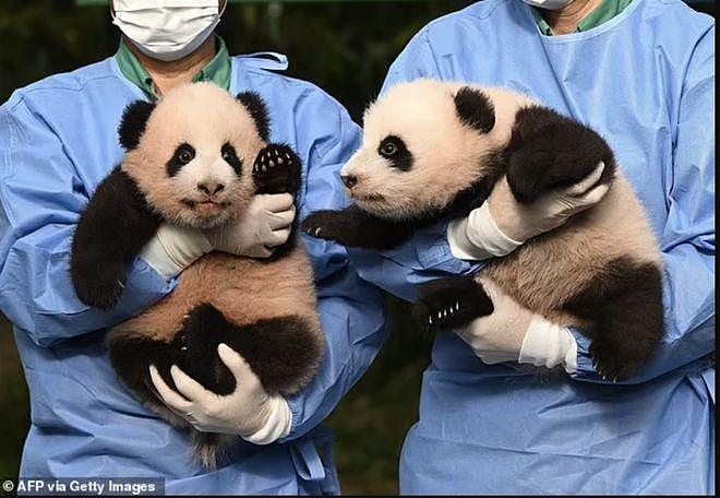 在韩国新出生的两只大熊猫幼崽快 100 天啦，拥有了名字 - 9