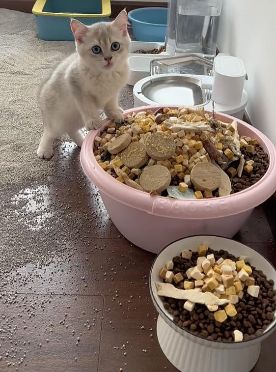 主人出门几天，给猫准备了一整盆猫粮冻干、满地猫砂，猫：我最后一餐吗？ - 4