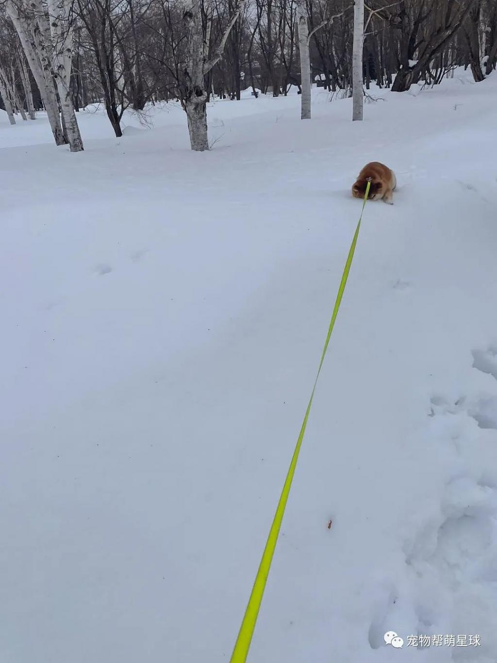为了继续玩雪不回家，阿柴打算把自己闷死在雪里以示决心了！！！ - 3