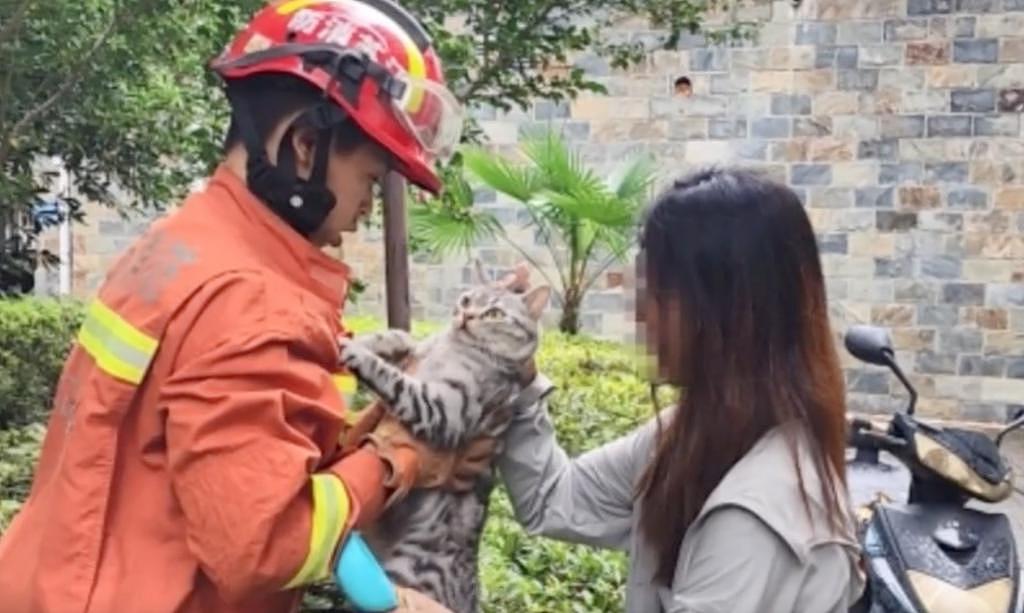 猫咪离家出走遭流浪猫追打上了树，被消防员救下来后目光呆滞：这就是外面的世界？ - 6