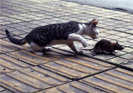 “本打算养只猫捉老鼠，没想到猫咪被老鼠吓得躲起来” - 7