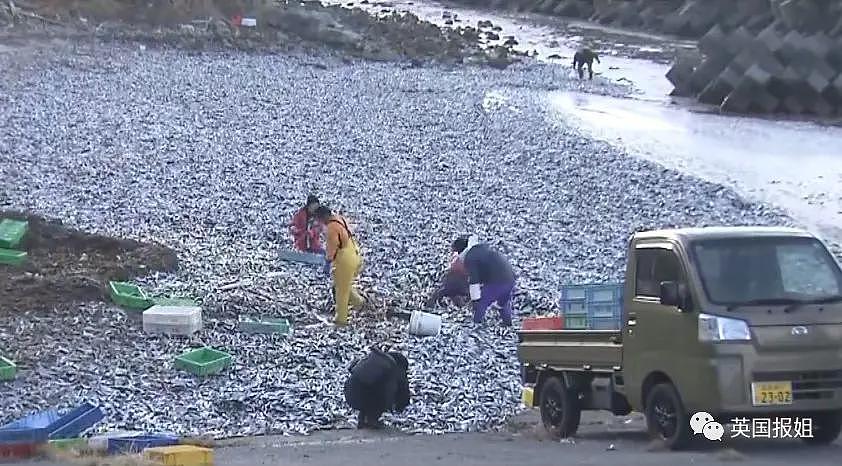 日本千吨死鱼涌向海岸，外媒怒骂核废水污染？ - 21