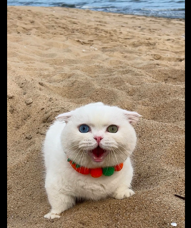 将猫咪带去沙滩上，它吓得瞬间变成了一条毛毛虫：好大的猫砂盆！ - 3
