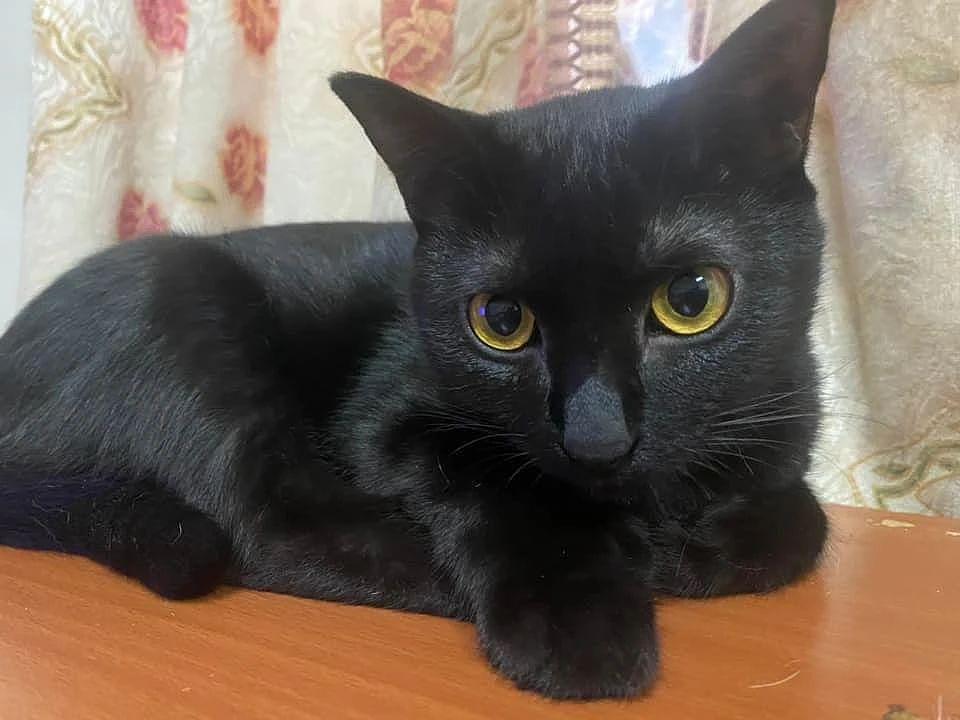 以为捡到了暹罗奶猫，没想到刚 4 个月就变纯黑了，被“骗”啦！ - 5
