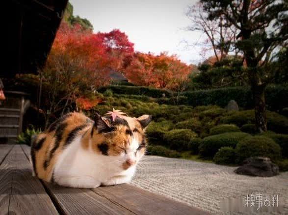 日本京都各处的流浪猫