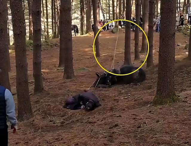 韩古装剧陷虐马致死争议，马匹被绊倒狠摔在地，片场视频曝光 - 7