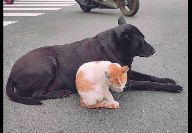 猫安心地站在路边舔毛，旁边还有一只狗狗保镖，猫：有人罩着我！ - 2