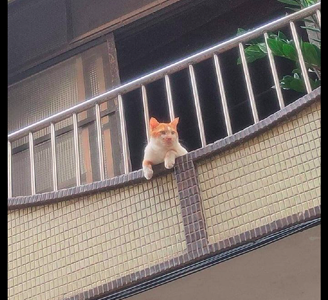 猫咪趴在阳台上望路过的人，看得是津津有味：哪个是最丑的人呢？ - 2