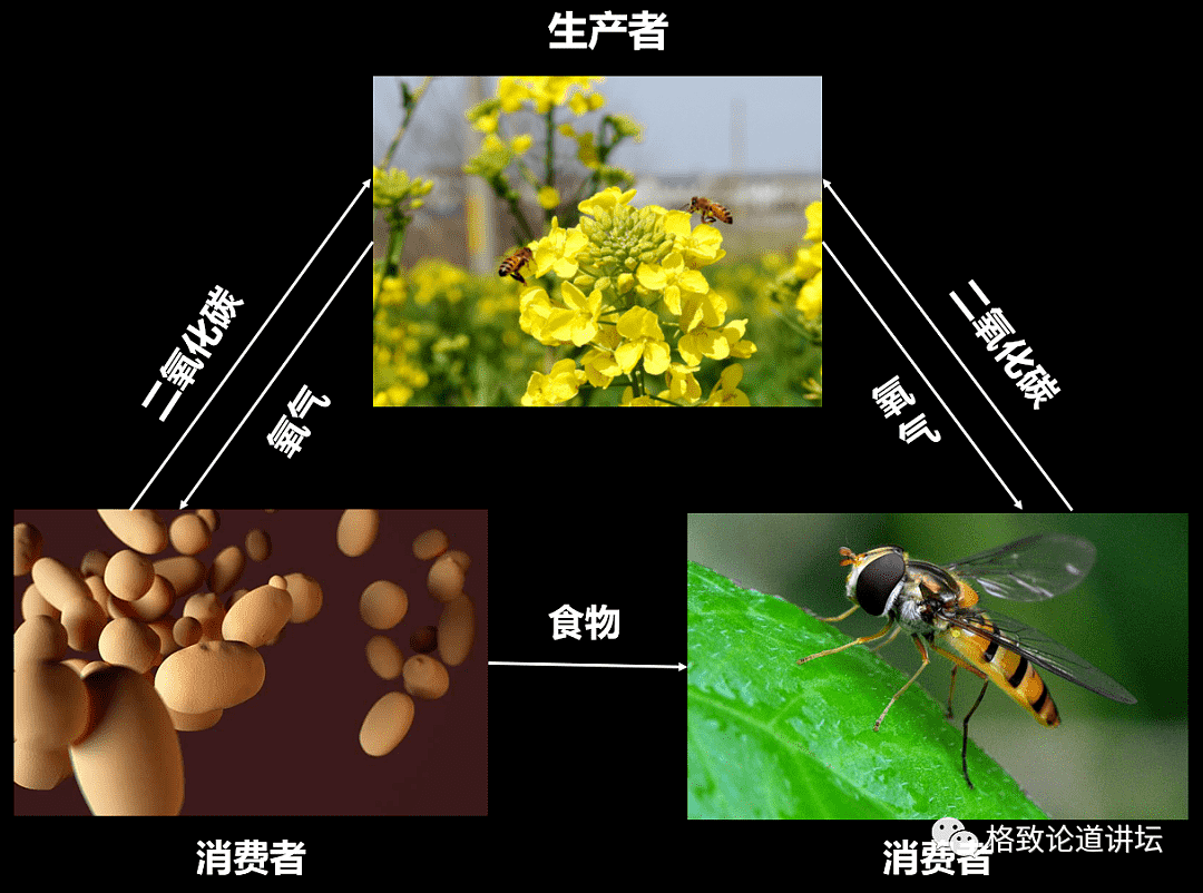 我们用9天时间，种出了月球上第一片绿叶 - 3