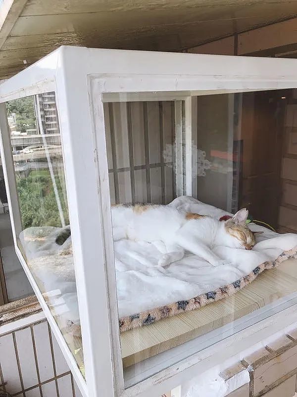 废弃的窗型冷气洞，拿来改造成猫咪观景窗后，猫猫超爱的 - 8