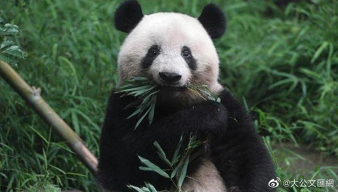 熊猫丫丫还没送回来，孟菲斯动物园却说要再租借一对年轻熊猫，怎么好意思的？ - 1