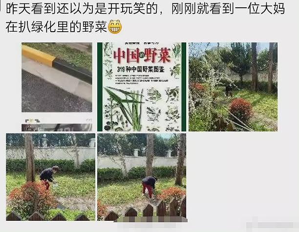 封控下的魔幻上海：豪宅业主团购万元汉堡，普通市民绿化带里夺笋 - 27