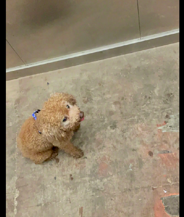 狗狗独自坐电梯，网友逐一按楼层给它找家，花了10分钟终于找到了 - 1