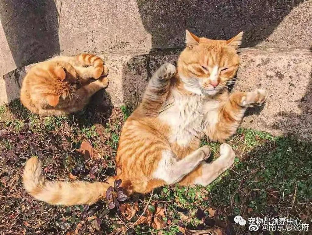 南京总统府曾征集流浪猫捕鼠，说它们是“镇府之宝”，如今却不管猫咪死活了？ - 21