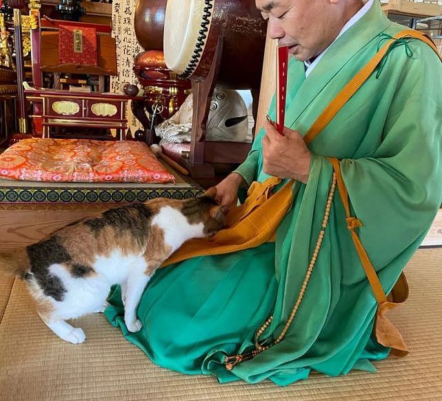 猫趣 | 一个人和六只猫守着一座寺院，吃饭都被群猫环绕会是怎样的体验？ - 2