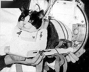 菲利塞特，世界上唯一去过太空的猫 - 7
