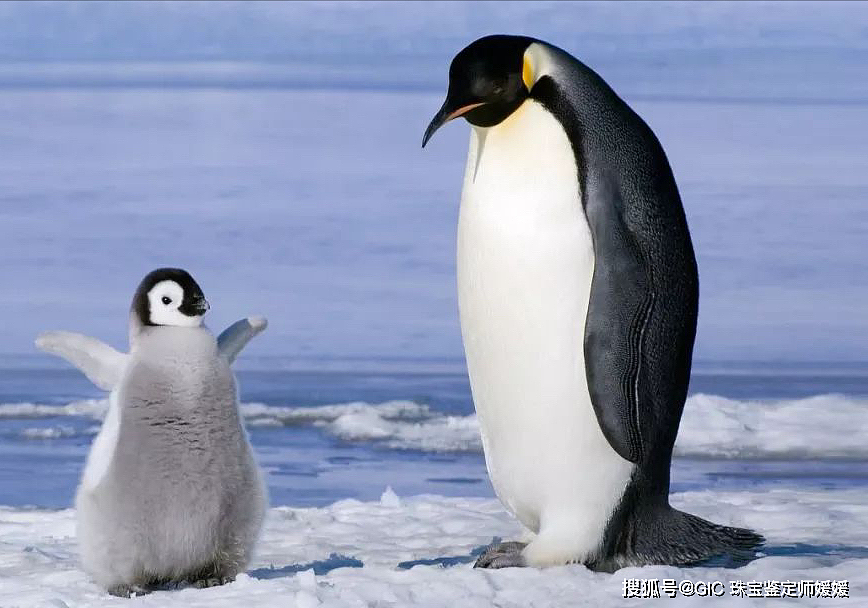 憨态可掬的企鹅用翡翠来塑造，栩栩如生的质感，可爱之余萌翻了！ - 3