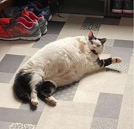 猫咪学开冰箱“营养不良过重”，7年肿成乳牛坐着后脚消失 - 3