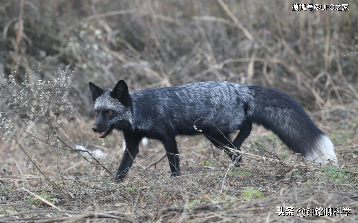 罕见银黑狐现身北京，专家：这不是好事，或威胁当地狐狸生存 - 2
