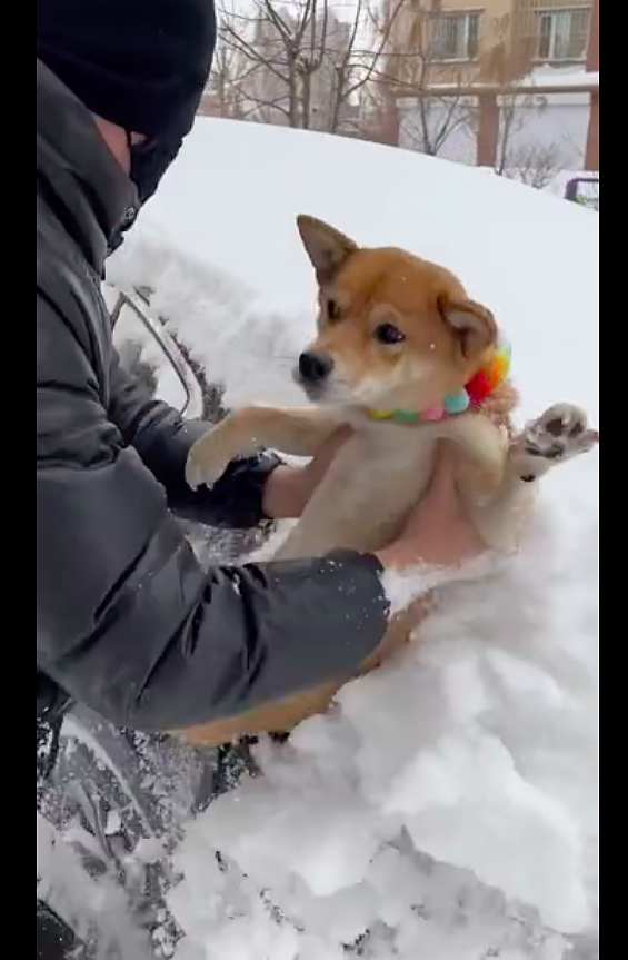 主人没带铲雪工具，直接抱起狗来擦车上的雪，养狗千日用狗一时啊 - 3