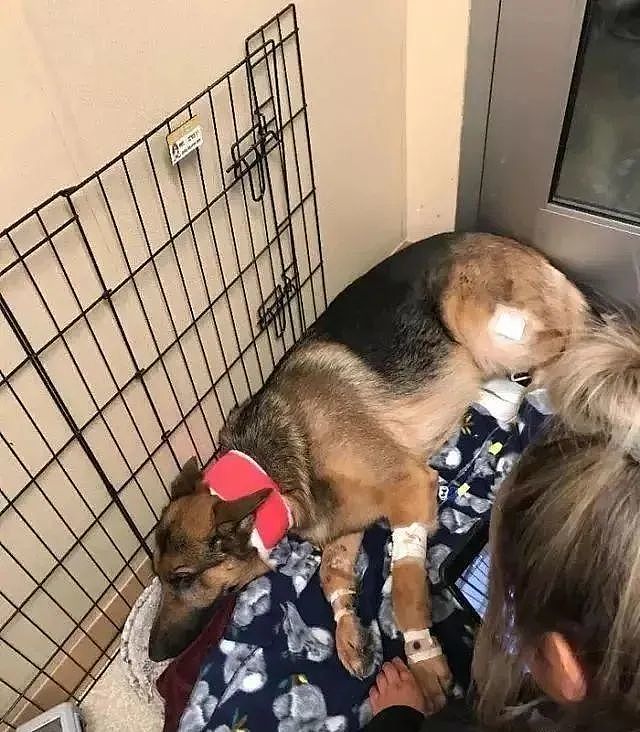 “我的狗救了我一命，而我躲在了大衣柜！” - 6