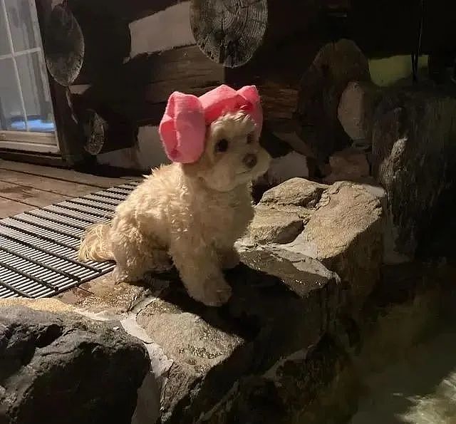 网友带家里的狗子去泡温泉，给它戴上头巾以后……萌cry - 3