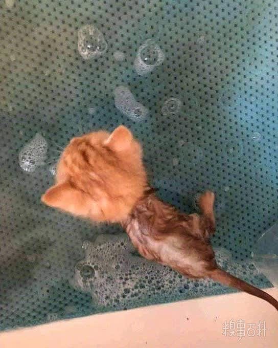 猫：水太可怕了我每次