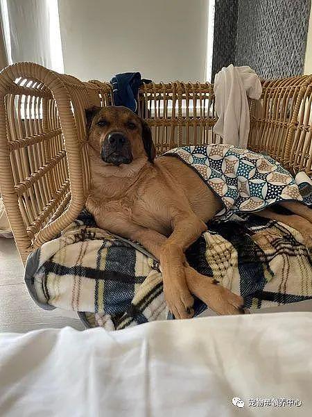 狗狗舒服的躺沙发看电视，还紧盯主人：愣着干啥！端茶倒水呀！ - 6
