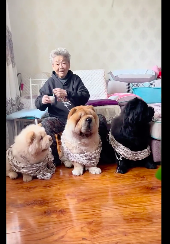 奶奶把毛线绕在狗身上，然后慢慢地滚成毛线球，养狗千日用狗一时 - 3