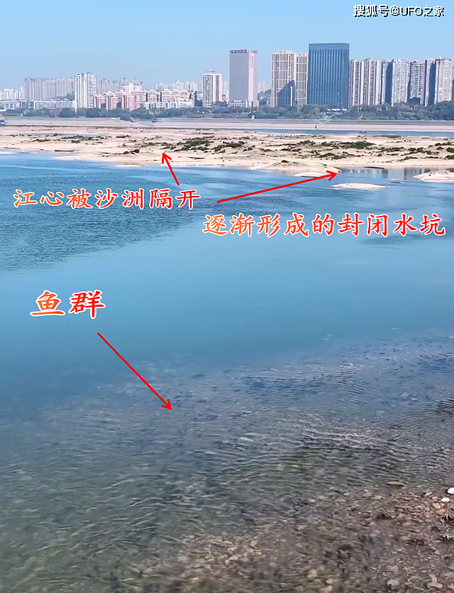 几百米内都是鱼群！长江禁捕效果显著，资源恢复，10年后会如何 - 5