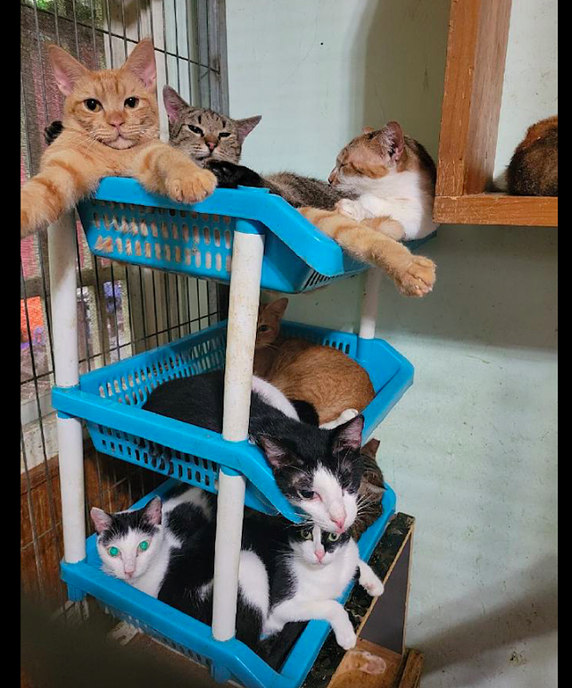 网友买了个置物架当猫窝，猫咪们全部都挤了上去，感觉随时会塌啊 - 1