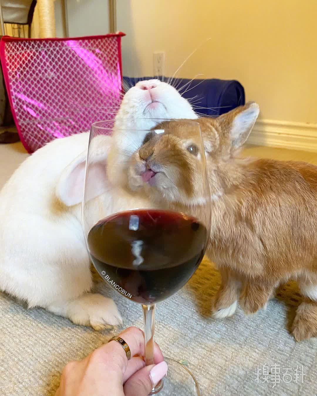 之前爱喝酒的兔兔BL