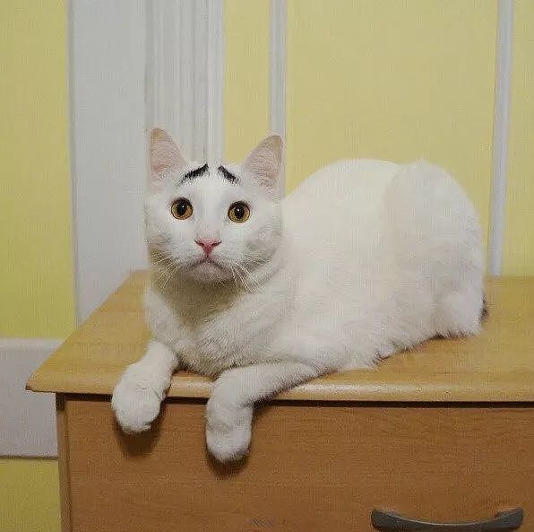 网友拍到两天生八字眉的猫，一副看起来很不开心的样子~囧！ - 1