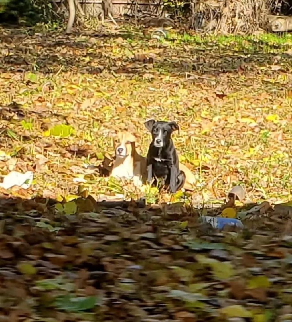 两只狗狗躲在废弃的院子里，相互依靠在阳光下取暖，直到救援人员找到它们 . - 2
