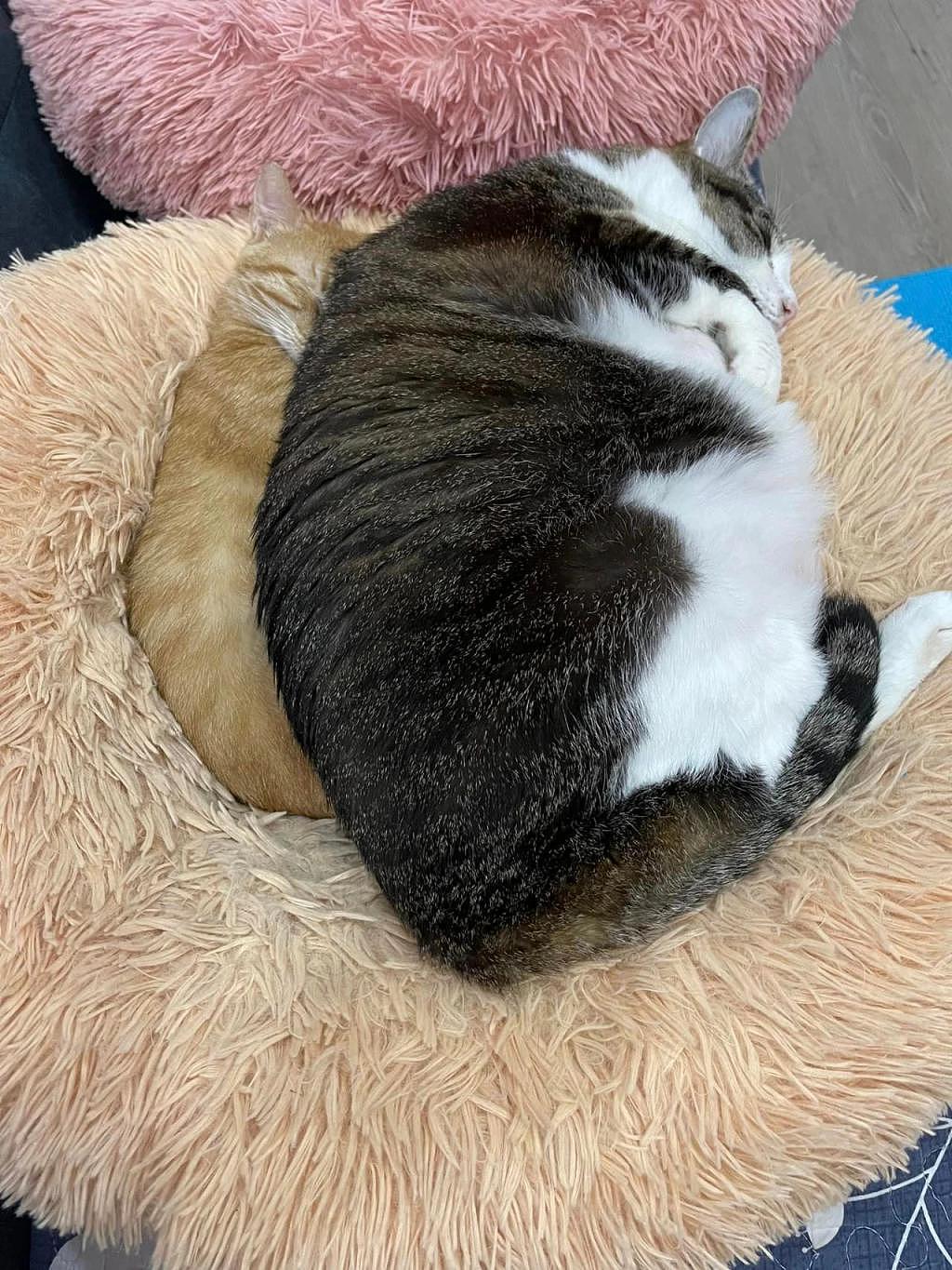 橘猫和同伴挤在一起睡觉，竟快被压成柿饼，说好的大橘为重呢！ - 1