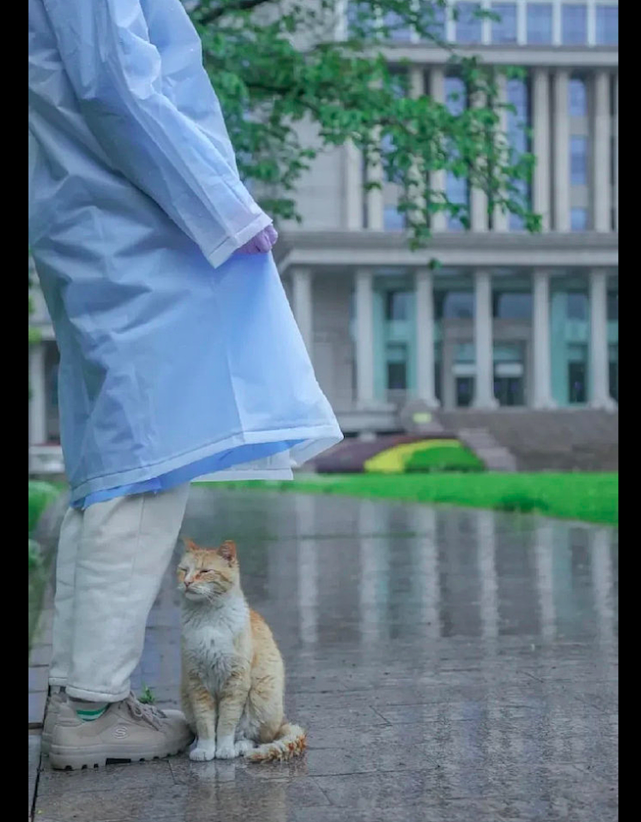 外面下大雨了，猫咪跑到人们的脚边蹭伞避雨，这一幕好温馨呀！ - 3