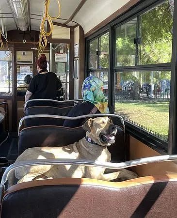 伊斯坦堡大黄狗Boji每天搭电车、地铁旅行30公里，礼貌等车变网红 - 3