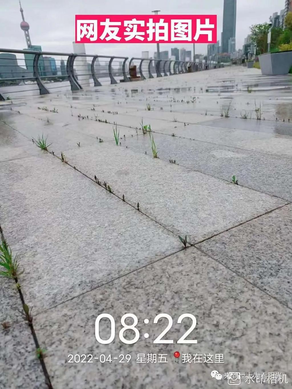 网友辟谣“上海辟谣”：外滩真的长草了！ - 4