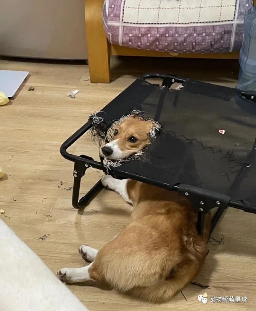 铲屎官刚给爱犬买了小床，结果就被拆成这样 ... 真是逆子啊！ - 1