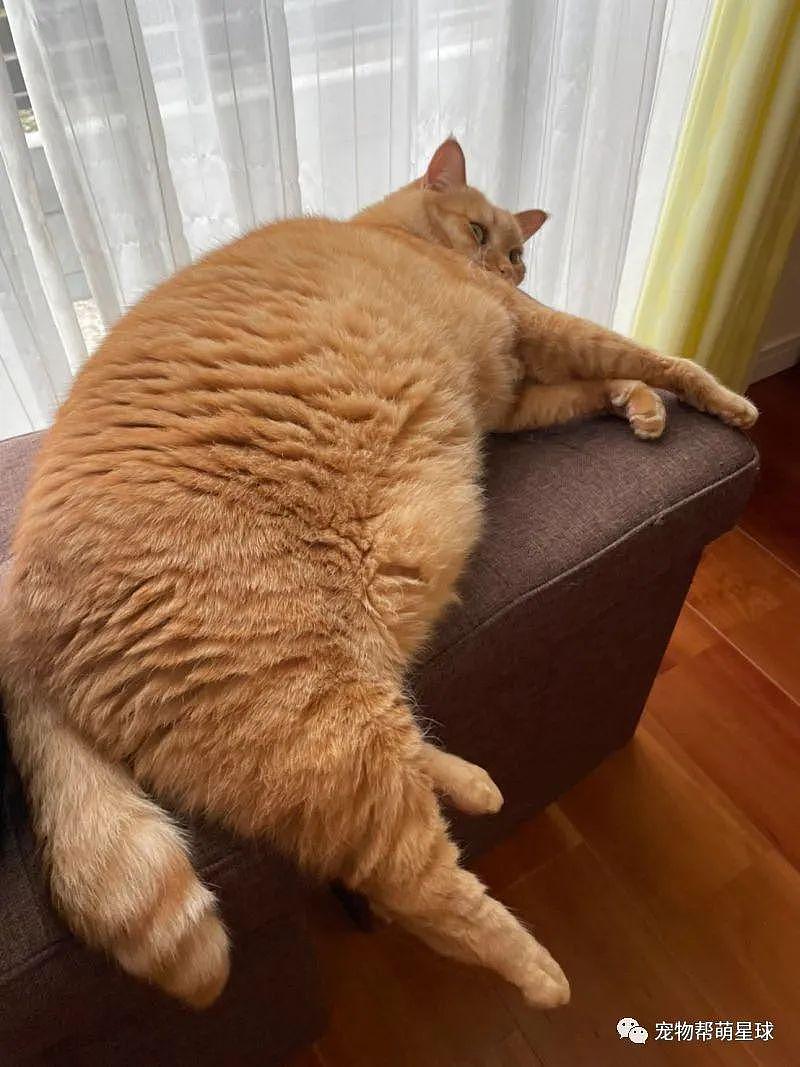 网友发现猫咪新用途，大橘牌枕头，完全符合人体工学 ! - 2