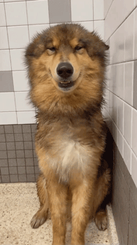 网友说他家狗子每次洗完澡都呆呆的很可爱，但是吹干毛以后… - 2
