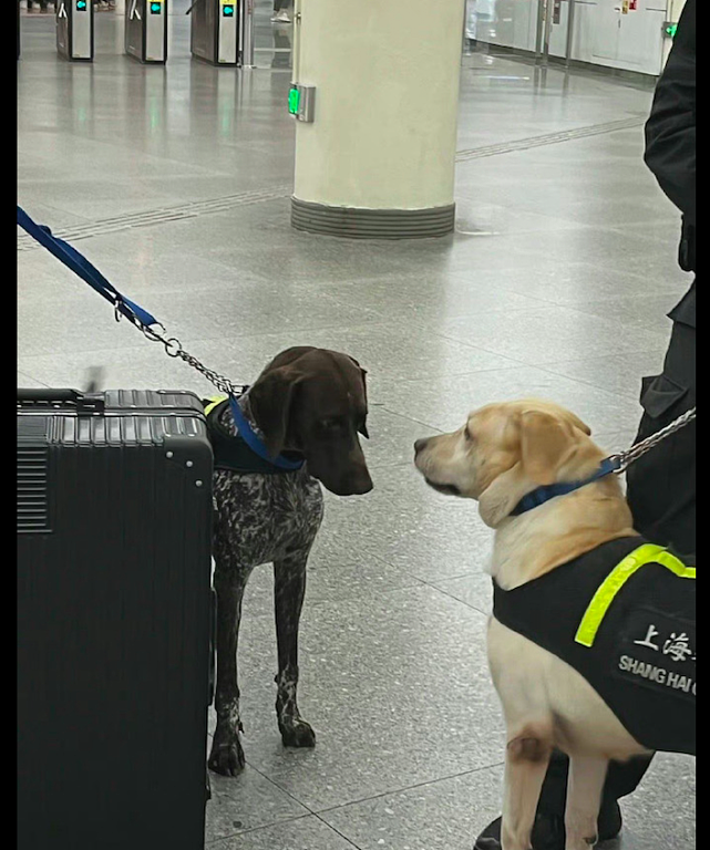 警犬在地铁站里巡逻，靠在主人腿边的模样，好像受气的小媳妇呀！ - 1