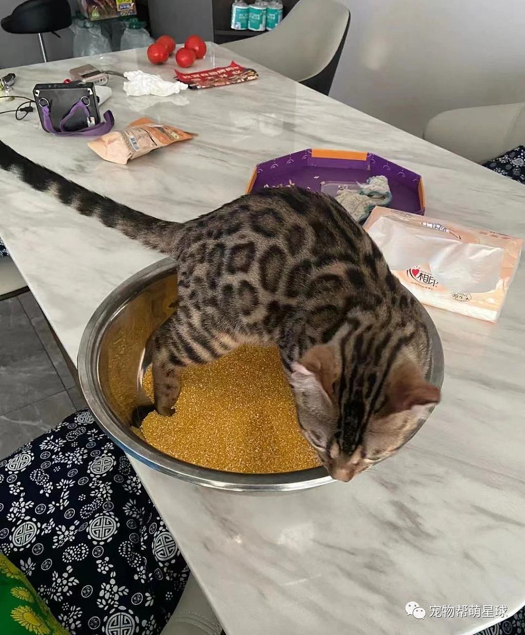猫咪错把玉米碗当猫砂盆，正在酝酿 shi 意，还好铲屎官及时发现 . - 1