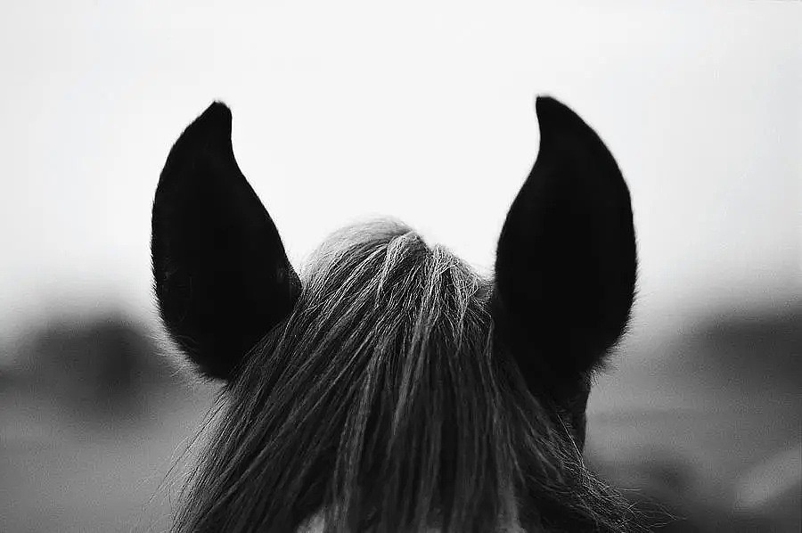爱尔兰马衣荷斯威尔horseware马术课堂：马在用耳朵跟你“说话” - 2